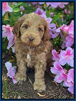 Hunnie Patrick Parson pups 6 wks old 21