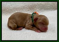 Hunnie Patrick Parson Newborn 101