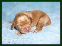 Hunnie Patrick Parson pups 1 wk old 71