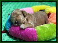 Hunnie Patrick Parson pups 2 wks old 101