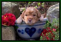 Hunnie Patrick Parson pups 3 wks old 171