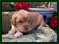 Hunnie Patrick Parson pups 3 wks old 181