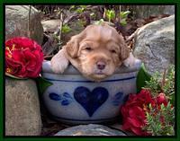 Hunnie Patrick Parson pups 3 wks old 191