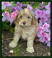 Hunnie Patrick Parson pups 6 wks old 151