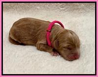 Hunnie Patrick Parson Newborn 91