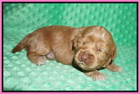 Hunnie Patrick Parson pups 2 wks old 71