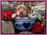 Hunnie Patrick Parson pups 3 wks old 111