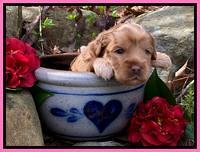 Hunnie Patrick Parson pups 3 wks old 121