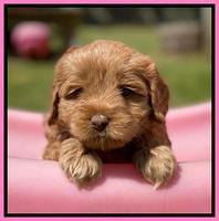 Hunnie Patrick Parson pups 5 wks old 111