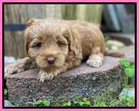Hunnie Patrick Parson pups 5 wks old 141