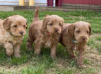 Hunnie Patrick Parson pups 5 wks old 351