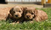 Hunnie Patrick Parson pups 5 wks old 371
