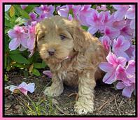 Hunnie Patrick Parson pups 6 wks old 131