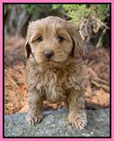 Hunnie Patrick Parson pups 7 wks old 101