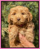 Hunnie Patrick Parson pups 7 wks old 81