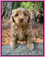 Hunnie Patrick Parson pups 7 wks old 91