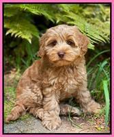 hunnie Patrick Parson 8 wks old 5300