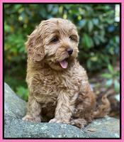 hunnie Patrick Parson 8 wks old 61