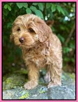 hunnie Patrick Parson 8 wks old 91