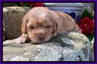 Hunnie Patrick Parson pups 3 wks old 151