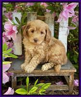 Hunnie Patrick Parson pups 6 wks old 181
