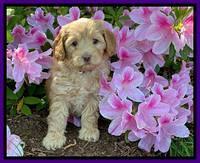 Hunnie Patrick Parson pups 6 wks old 221