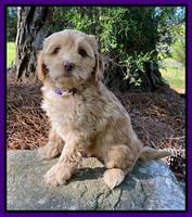 Hunnie Patrick Parson pups 7 wks old 151