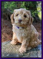 Hunnie Patrick Parson pups 7 wks old 161