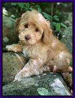 hunnie Patrick Parson 8 wks old 261