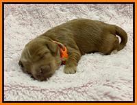 Hunnie Patrick Parson pups 1 wk old 141