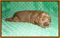 Hunnie Patrick Parson pups 2 wks old 161