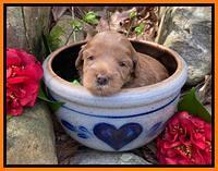 Hunnie Patrick Parson pups 3 wks old 261