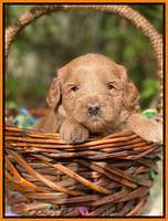 Hunnie Patrick Parson pups 4 wks old 271