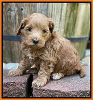 Hunnie Patrick Parson pups 5 wks old 231