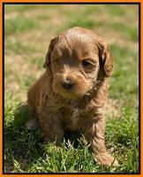 Hunnie Patrick Parson pups 5 wks old 241