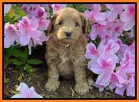 Hunnie Patrick Parson pups 6 wks old 251