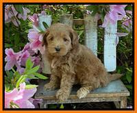 Hunnie Patrick Parson pups 6 wks old 261