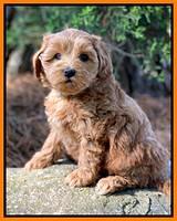 Hunnie Patrick Parson pups 7 wks old 201