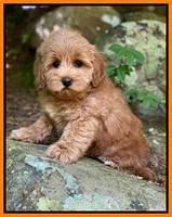 hunnie Patrick Parson 8 wks old 211