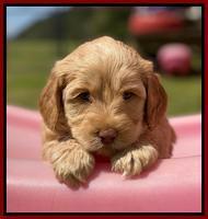 Hunnie Patrick Parson pups 5 wks old 51