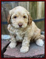 Hunnie Patrick Parson pups 5 wks old 71