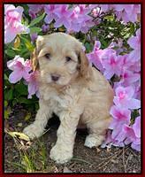 Hunnie Patrick Parson pups 6 wks old 71