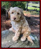 Hunnie Patrick Parson pups 7 wks old 61