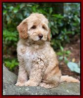 hunnie Patrick Parson 8 wks old 4300