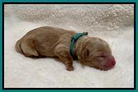 Hunnie Patrick Parson Newborn 141