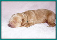 Hunnie Patrick Parson pups 1 wk old 121