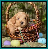 Hunnie Patrick Parson pups 4 wks old 301