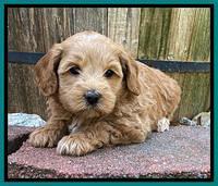 Hunnie Patrick Parson pups 5 wks old 281