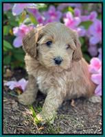 Hunnie Patrick Parson pups 6 wks old 291