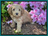Hunnie Patrick Parson pups 6 wks old 311